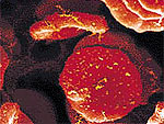 эндогенные сериновые протеазы