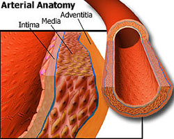 Анатомия артерии